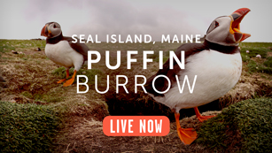 PromoBanner_PuffinBurrow_307px