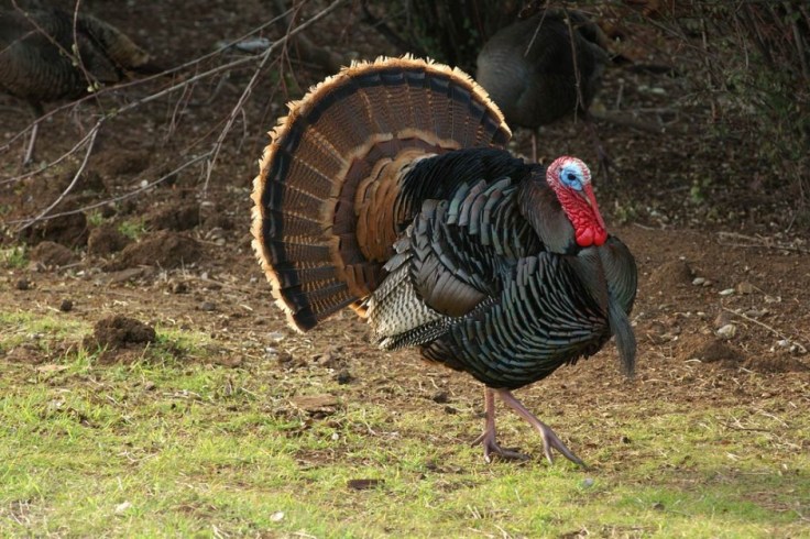 top10-turkey-tips-940x626