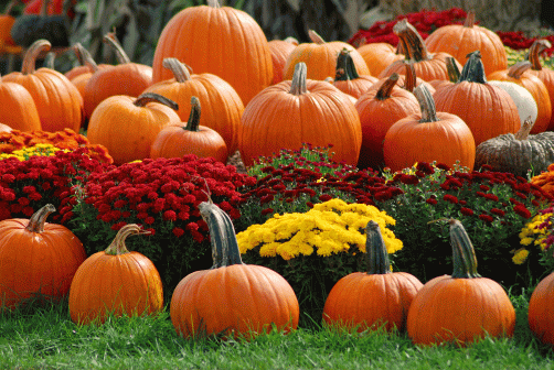 fall with pumpkins