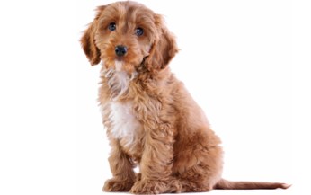 file_23218_cockapoo-dog-breed