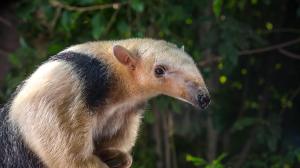 animals_hero_tamandua_01.jpg