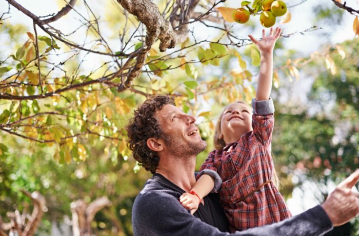 apple-picking